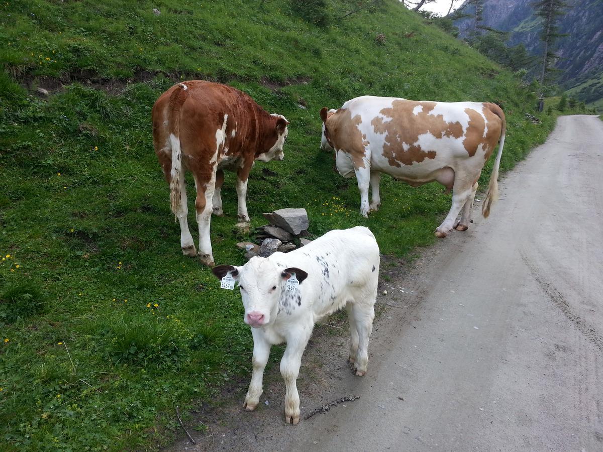 Ferienwohnung Haus Ursula Kals-am Großglockner Exterior foto